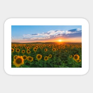 Sunset over field of sunflowers Sticker